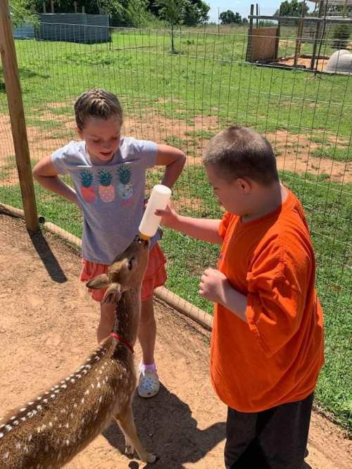 Two children feed a fawn with a bottle in a grassy, fenced area on a sunny day.