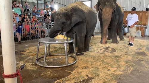 Two elephants interact with a table of food while a trainer stands nearby, with an audience watching in the background.