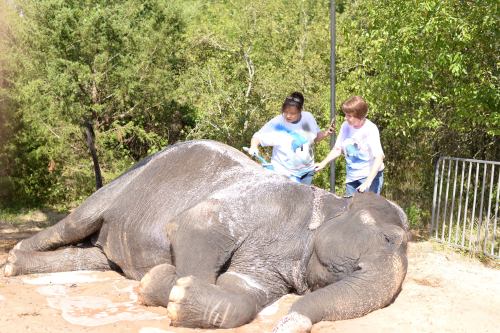 Two people wash a large elephant lying on the ground, surrounded by greenery and a fence.