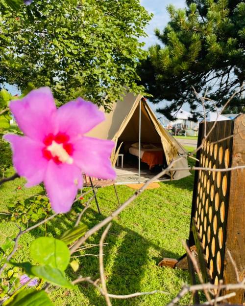 A vibrant pink flower in the foreground with a tent and trees in the background on a sunny day.