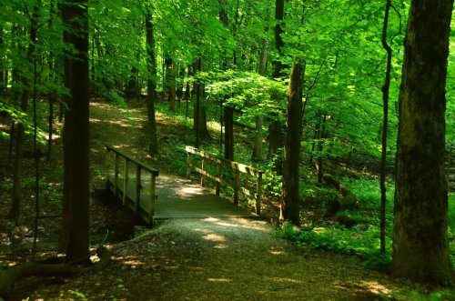 A serene forest path with a wooden bridge surrounded by lush green trees and sunlight filtering through the leaves.
