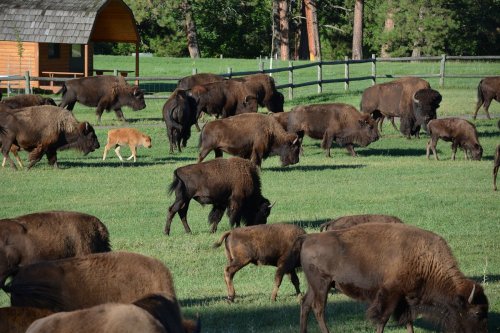 A herd of bison grazing in a green field, with a small dog walking among them and a wooden building in the background.
