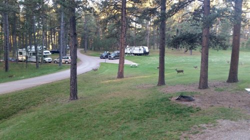 A scenic campsite with parked RVs and cars along a winding road, surrounded by trees and a deer in the grass.