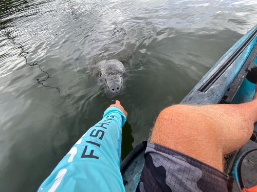 A person in a kayak reaches out to a curious manatee swimming close by in calm water.