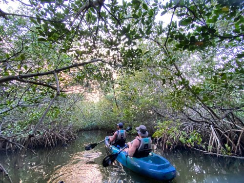 Two people kayak through a lush mangrove forest, surrounded by dense greenery and calm waters.