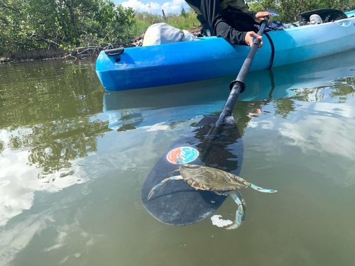 A person in a kayak holds a paddle above a blue crab resting on the paddle's surface in calm water.