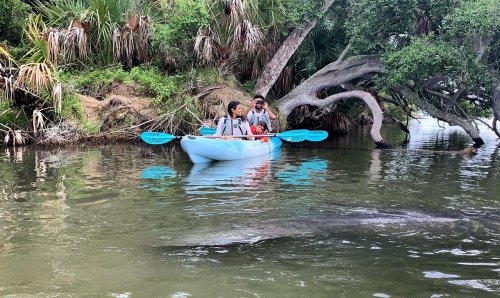 Two people in a kayak on calm water, surrounded by lush greenery, with a manatee swimming nearby.