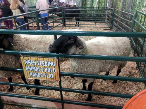 A sheep in a pen with a sign that says, "When feeding animals hold hands flat," and people in the background.