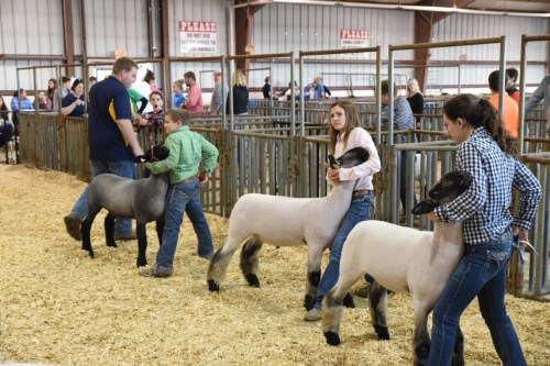 Children and adults show sheep in a livestock arena, surrounded by spectators and animal pens.