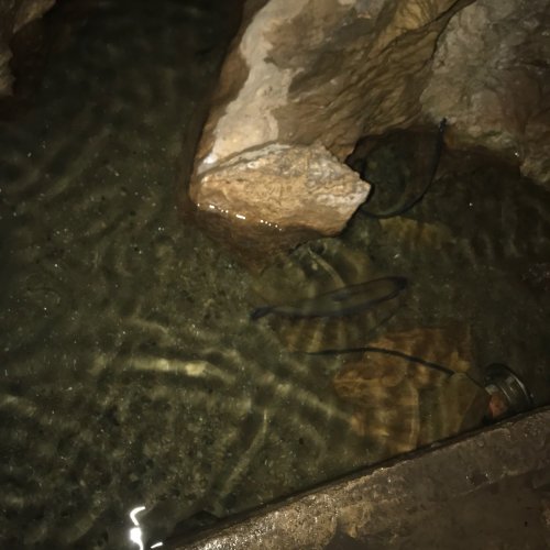 A rocky underwater scene with fish swimming near the bottom in clear water.