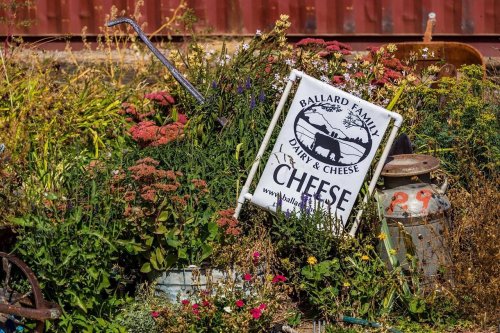 A rustic sign for Ballard Family Dairy & Cheese surrounded by colorful wildflowers and vintage farm equipment.