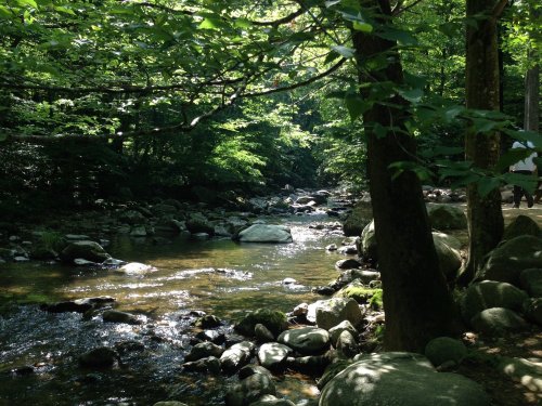 A serene forest scene with a clear stream flowing over rocks, surrounded by lush green trees.
