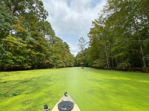 A kayak glides through a lush, green swamp surrounded by trees under a cloudy sky.
