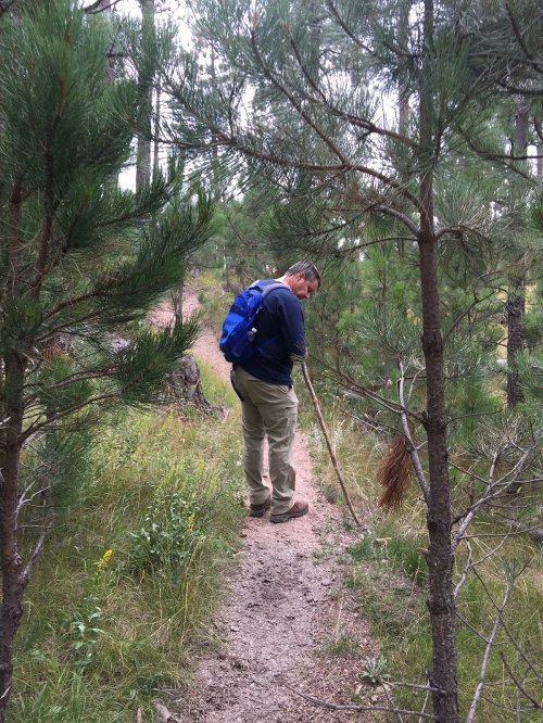 A person with a blue backpack walks along a forest path, using a stick for support among the trees.