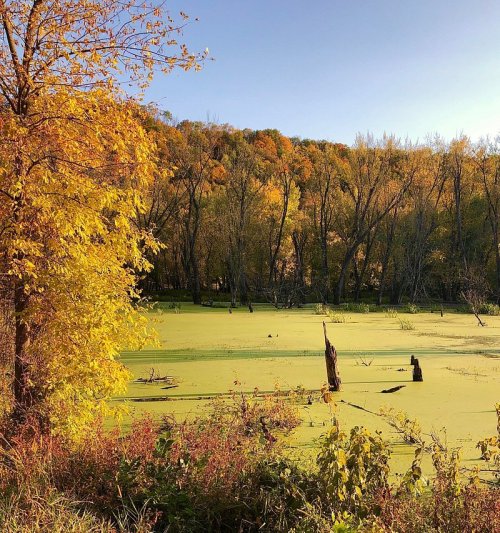 A serene landscape featuring vibrant autumn trees beside a green, algae-covered pond under a clear blue sky.