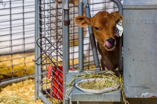 A calf peeks out from a pen, licking its nose, with hay scattered on the ground and a tag on its ear.