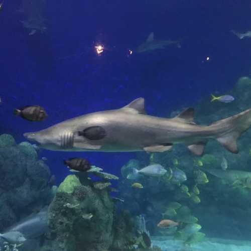 A shark swims among various fish in a vibrant aquarium setting.