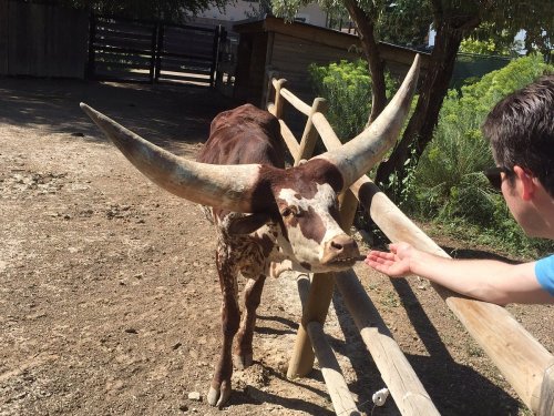 A person reaches out to feed a large, horned brown and white bull near a wooden fence in a farm setting.
