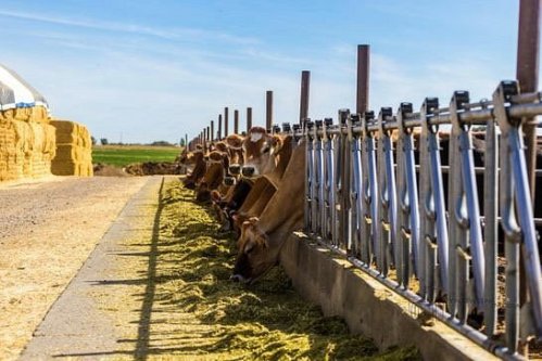 Cows feeding at a farm, with a clear blue sky and hay bales in the background.