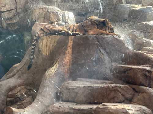 A tiger lounging on a rocky surface, with water droplets cascading around it.