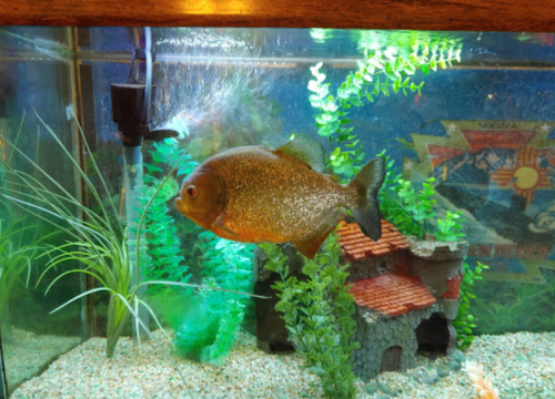 A large fish swims in a decorated aquarium with plants and a small stone house.