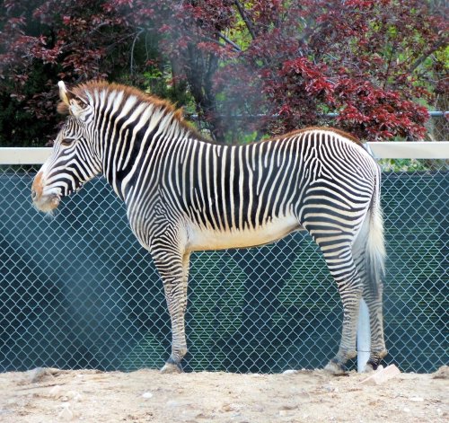 A zebra stands side profile against a green backdrop, showcasing its distinctive black and white stripes.