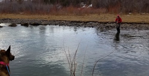 A person in red fishing in a river while a dog watches from the shore. Trees and grass are visible in the background.