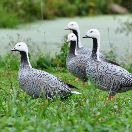 Four geese with gray bodies and white heads standing on green grass near a pond.