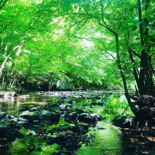 A serene river flows through a lush green forest, with smooth stones visible in the water and sunlight filtering through the leaves.