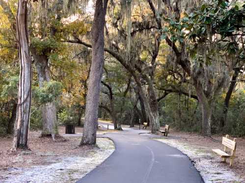 A winding path through a wooded area with trees draped in Spanish moss and benches along the sides.