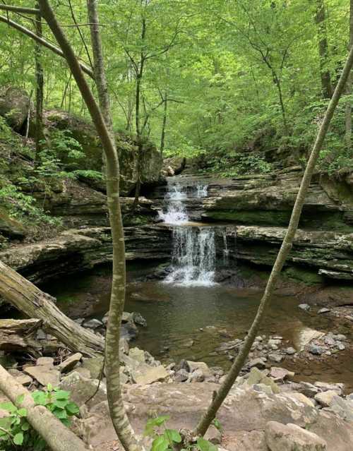 A serene forest scene featuring a small waterfall cascading over rocks, surrounded by lush green trees.