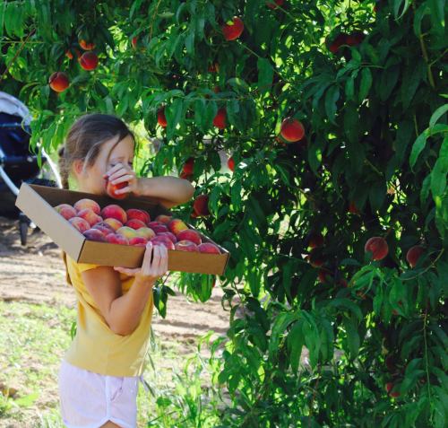 A child holds a box of peaches while picking fruit from a tree in an orchard.