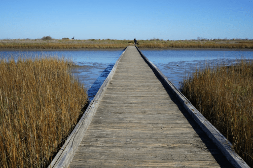 A wooden boardwalk stretches over a marsh, surrounded by tall grasses and calm water under a clear blue sky.