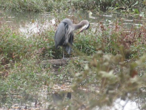 A heron preening its feathers near a calm, overgrown waterway surrounded by greenery.