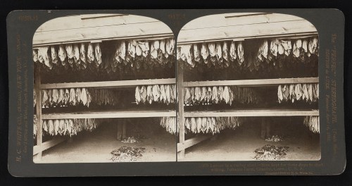 Stereoscopic image of drying tobacco leaves hanging in a barn, showcasing rows of leaves on wooden shelves.