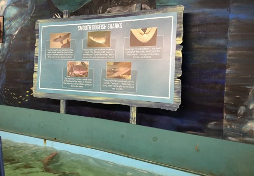 Information display about smooth dogfish sharks, featuring images and text on their characteristics and habitat.