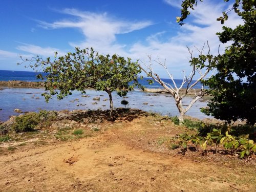 A scenic view of a coastal area featuring two trees, one lush and green, the other bare, with a blue sky and ocean in the background.