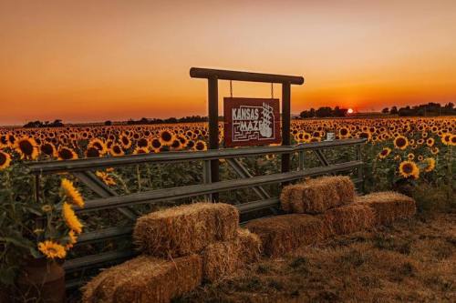 A sunset over a field of sunflowers, with a sign reading "Kansas Maze" and hay bales in the foreground.