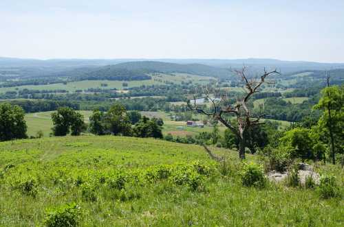 A panoramic view of rolling green hills and a distant farm under a clear blue sky, with a lone tree in the foreground.