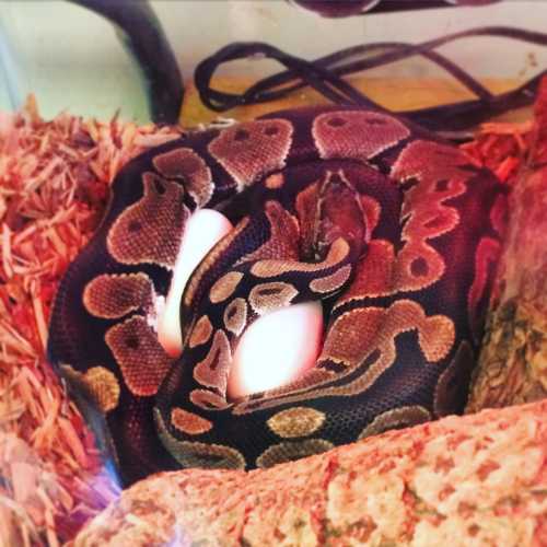 A coiled snake resting on a bed of substrate, with a few eggs visible nearby.