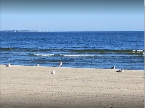 Seagulls on a sandy beach with gentle waves and a clear blue sky in the background.
