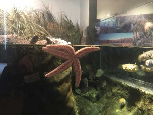 A starfish floats in an aquarium, partially submerged, with aquatic plants and fish visible in the background.