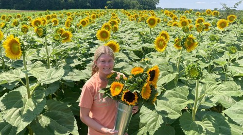 A person holds a bouquet of sunflowers in a field filled with tall sunflower plants under a clear blue sky.