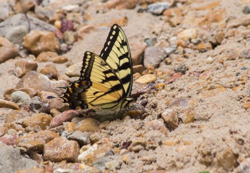A yellow and black butterfly resting on a sandy surface scattered with small pebbles.