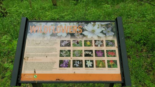 Signboard displaying various wildflowers with images and descriptions, set in a green, natural environment.