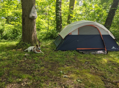 A dog rests beside a tent in a lush, green forest setting.