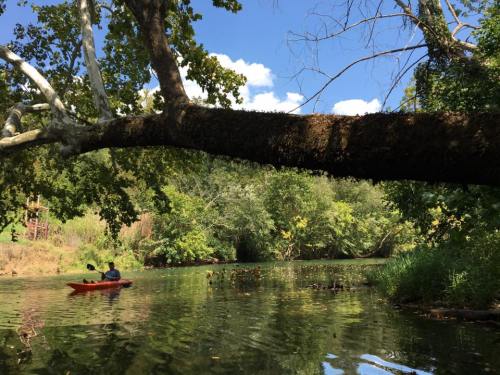 A person kayaking on a calm river surrounded by lush greenery and a large tree branch overhead.