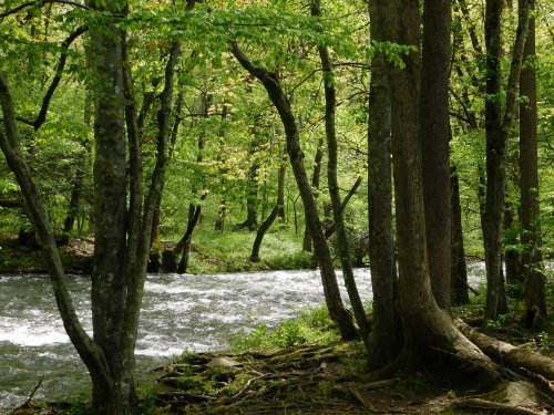 A serene river flows through a lush green forest, surrounded by tall trees and vibrant foliage.