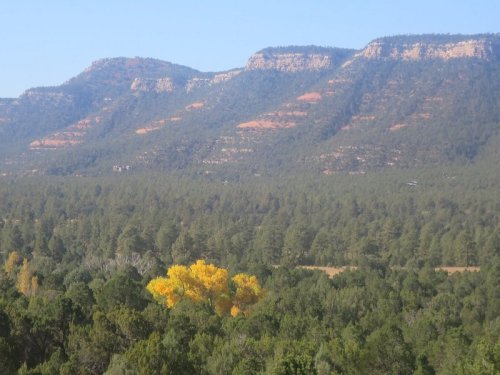 A vibrant yellow tree stands out among green pines, with rugged mountains in the background under a clear blue sky.