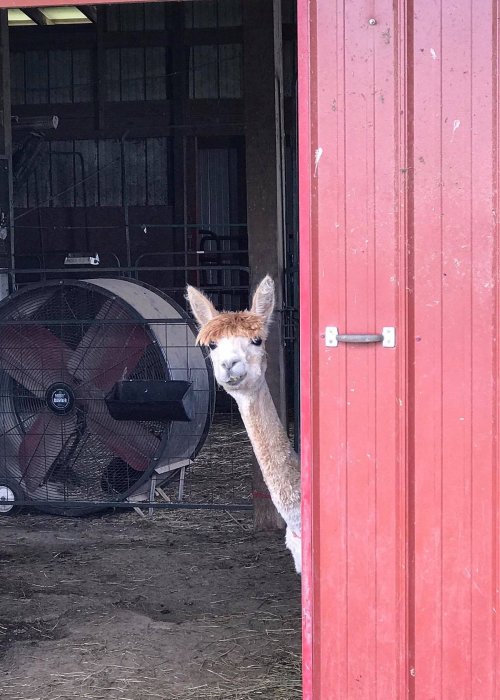 A curious alpaca peeks out from a barn door, with a large fan visible in the background.